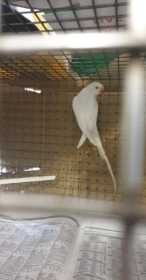 Found Indian Ringneck Parakeet
