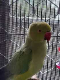 Found Indian Ringneck Parakeet