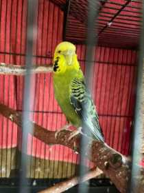 Found Budgerigar