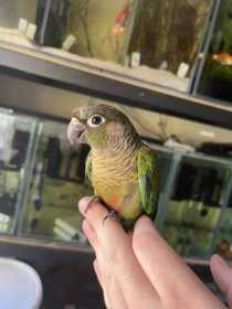 Found Conure