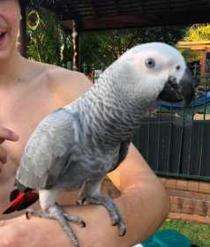 Found African Grey