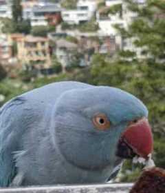 Found Indian Ringneck Parakeet