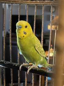 Found Budgerigar