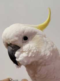 Found Cockatoo