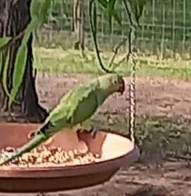 Found Indian Ringneck Parakeet