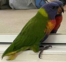 Found Lory / Lorikeet