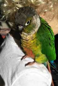 Found Conure