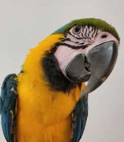 Found Macaw