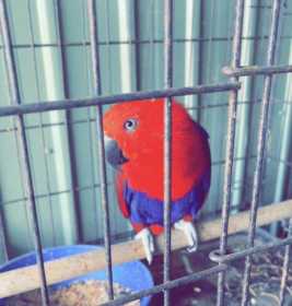 Found Eclectus