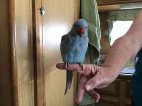 Found Indian Ringneck Parakeet