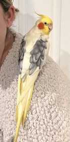 Found Cockatiel