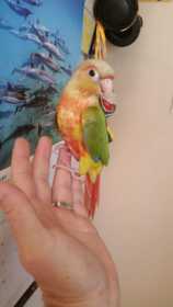 Found Conure