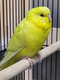 Found Budgerigar