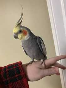 Found Cockatiel