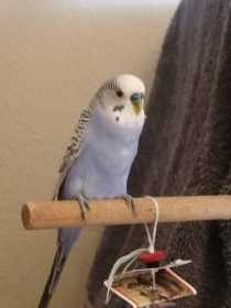 Found Budgerigar