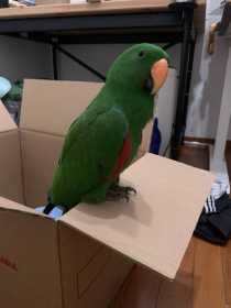 Found Eclectus