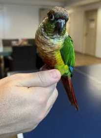 Found Conure