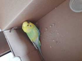 Found Budgerigar