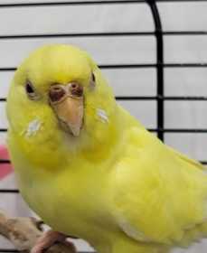 Found Budgerigar