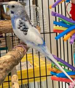 Found Budgerigar