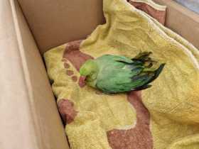 Found Indian Ringneck Parakeet