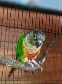 Found Conure