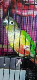 Found Conure