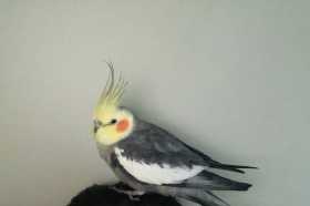 Found Cockatiel