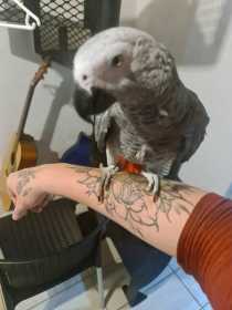 Found African Grey