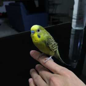 Found Budgerigar