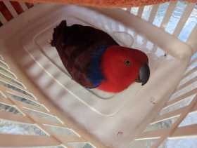 Found Eclectus