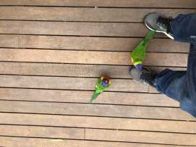 Found Lory / Lorikeet