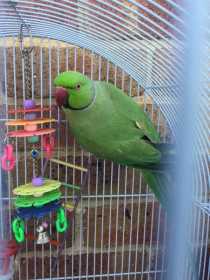 Found Indian Ringneck Parakeet