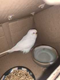 Found Budgerigar