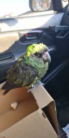 Found Conure