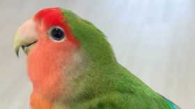 Found Lovebird