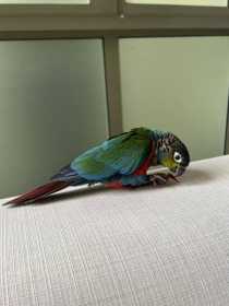 Found Conure