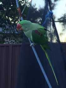 Found Indian Ringneck Parakeet