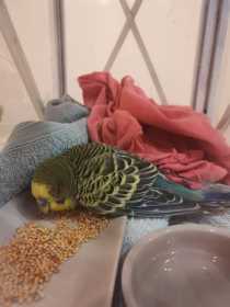 Found Budgerigar