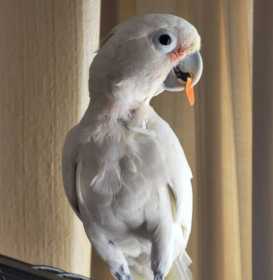 Found Cockatoo