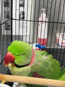 Found Alexandrine