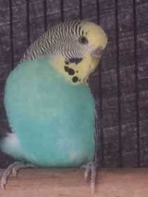 Found Budgerigar