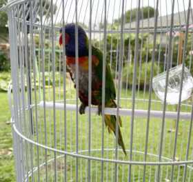 Found Lory / Lorikeet