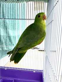 Found Red-winged