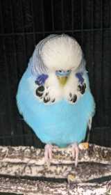 Found Budgerigar