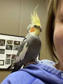 Found Cockatiel