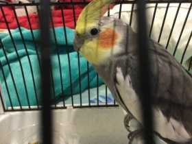 Found Cockatiel