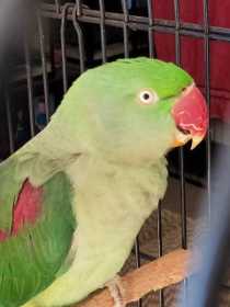 Found Alexandrine