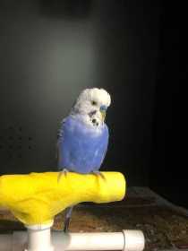 Found Budgerigar