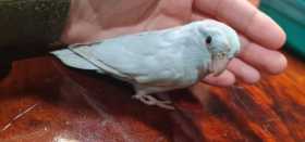 Found Parrotlet